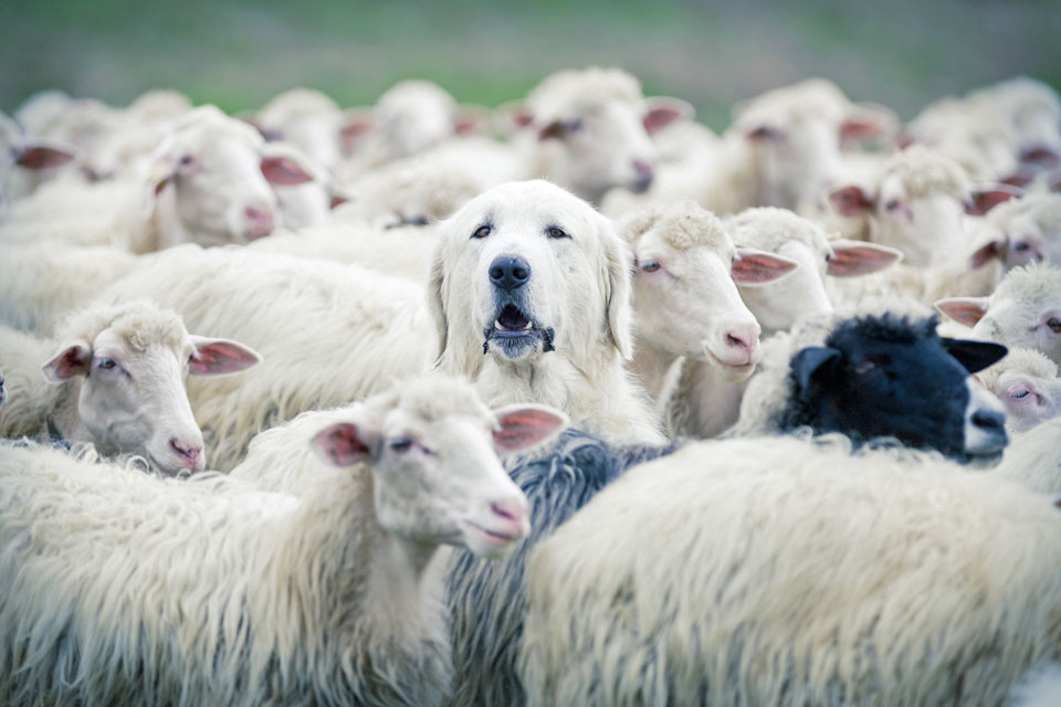 Lone dog with the sheep